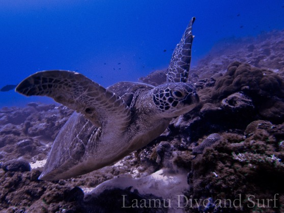 New turtle reef
